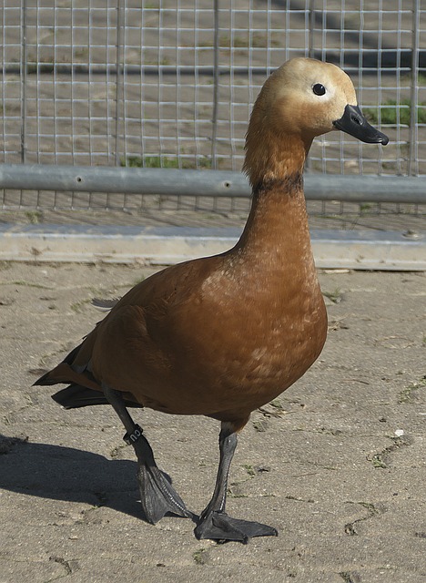 明未来